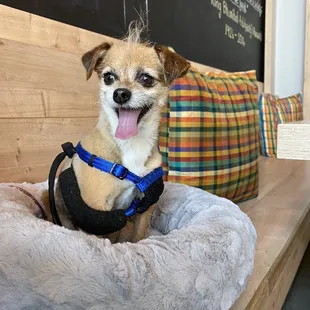 Amazing!  This superstar spot gave us a cool place to sit AND a loaner dog bed while we ate.