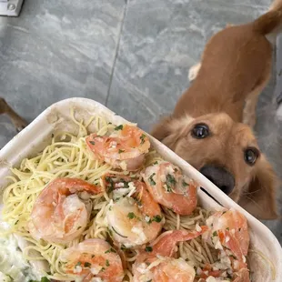 a dog looking up at a plate of food