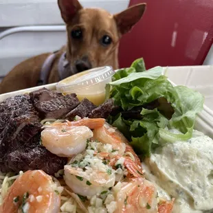 a dog looking at a plate of food