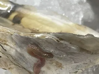 Detroit Fish House