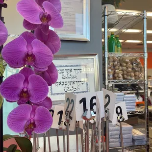 purple orchid