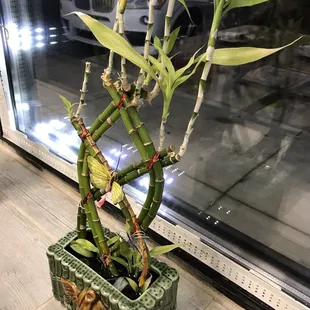 a bamboo plant in a pot