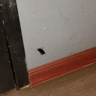 a cockpog in the kitchen