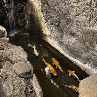Koi...