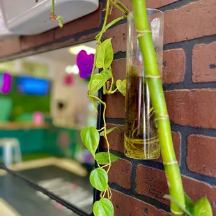 a plant in a glass bottle hanging on a brick wall