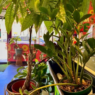 interior, ramen and noodles