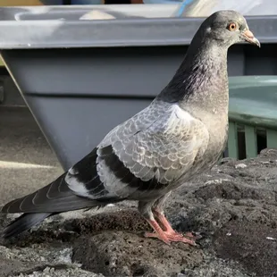 Dove