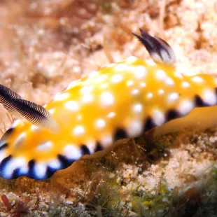 trembling nudibranch