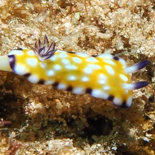 Trembling nudibranch