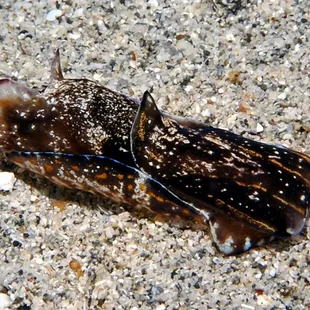 sea slug