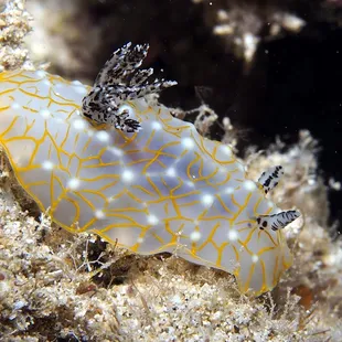 Goldlace nudibranch