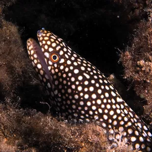 whitemouth moray