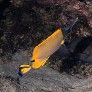 hawaiian cleaner wrasse servicing a client