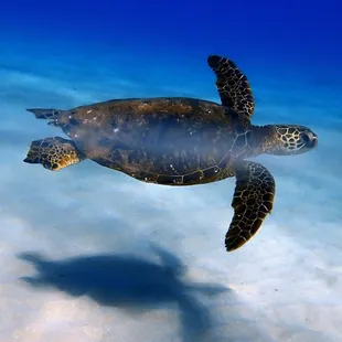 honu