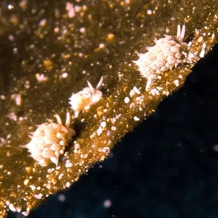 "shaun the sheep" slug