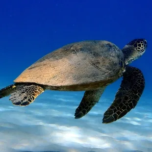 honu
