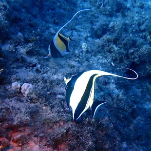 moorish idol