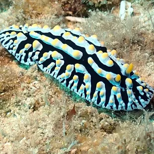 fried egg nudibranch