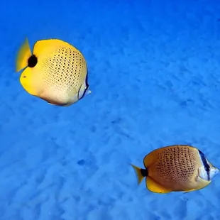 milletseed butterfly fish