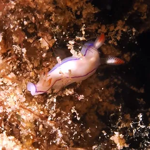 Danielle's nudibranch