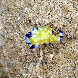 trembling nudibranch