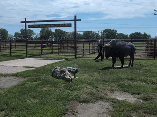 Buffalo Ranch of Woodshed