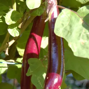 Eggplant