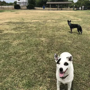 Whole park to ourselves! Need some friends to play with!