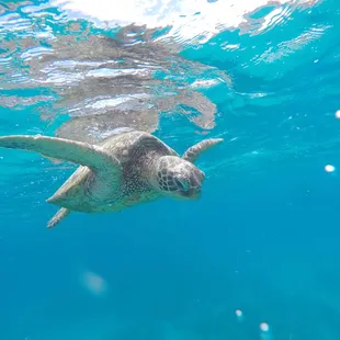 Sea Turtles live in Kailua Bay year round.