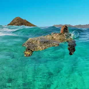 Turtle Spottings are a favorite on our Guided Kayak Tours