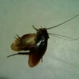 one of two huge two inch cockroach, but call the walls of our cottage