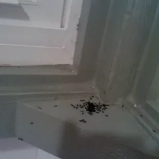 ant swarns feeding themselves on a dead fly  and we had ants pretty much in our place the whole time