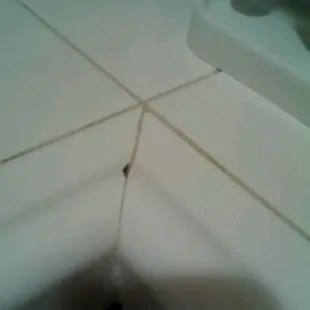 crackin the tile where ants were coming in at one point.