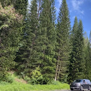 It started w/ one lone Christmas tree someone planted on the hill &amp; after everyone planted their trees after Christmas. Forest!