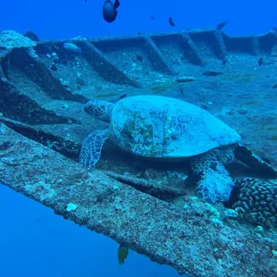 Big Honu on Sea Tiger!