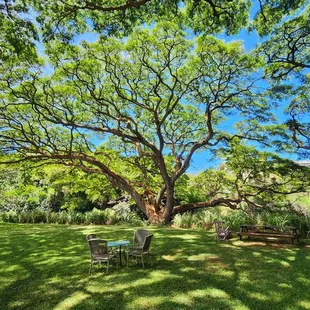Huge Monkey Pod tree behind the shop.