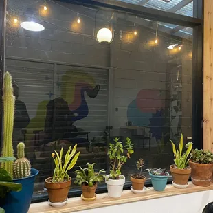 Cute plants &amp; funky mural featured in reflection haha