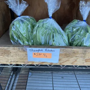 Fresh Pakchoi