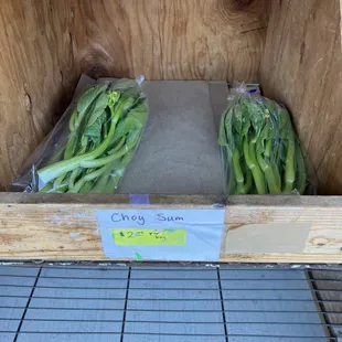 Fresh Choy Sum