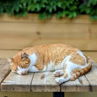 The most beautiful bar cat you ever did see