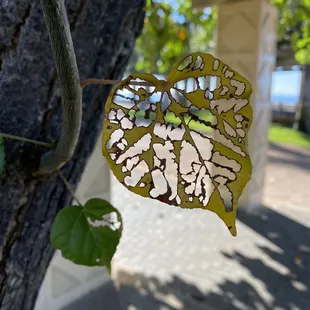 Hau Leaf...