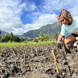 Planting kalo