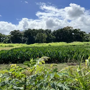 Fully grown kalo  IG: @ohmyono