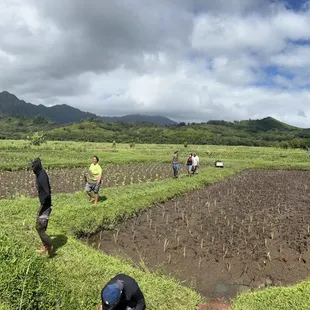 We planted a whole patch!  IG: @ohmyono