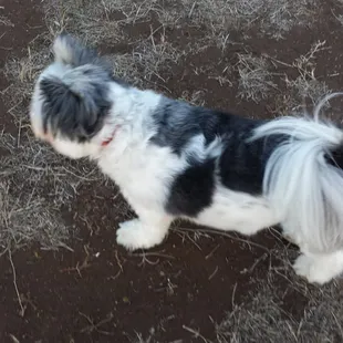 This is Scout.....another one of Makana's friend.