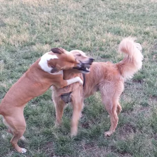 Makana's girlfriend giving him some kisses....