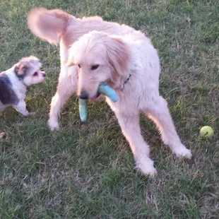 Scout, Kula, &amp; you can see Makan's nose......