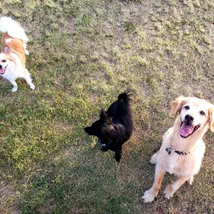Chewy, Kimo, &amp; Makana............enjoying an afternoon playtime at da park!