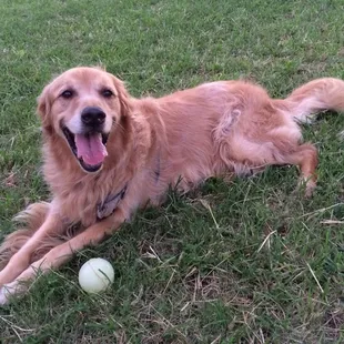 Here's smiley Makana relaxing on the grass!