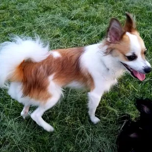 This is Chewy...............